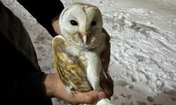 Soğuklardan kaçıp ahıra sığındı