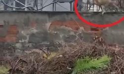 Sokak aralarında gezen tilki dikkat çekti