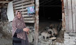Sokak köpeği 10 yavru doğurdu, sahip çıkan kadın çaresiz kaldı