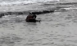 Tekirdağ kıyılarında su samuru görüntülendi