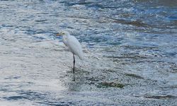 Tohma Çayı'nı mesken tutan balıkçıl kuşu ilgi görüyor