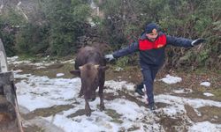 Tokat'ta su kuyusuna düşen inek kurtarıldı