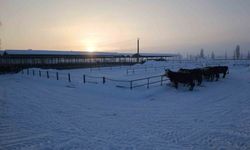 Türkiye'nin en büyük hayvan pazarı ağır kış şartları nedeniyle kapatıldı