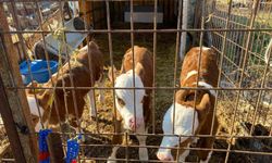 Üçüz buzağılara altınlı tebrik