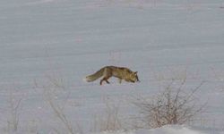 Van'da tilkilerin kar altındaki fare avı görüntülendi