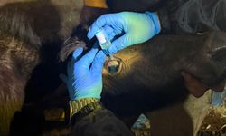 Vize'de büyükbaş hayvanların aşılanması çalışmaları devam ediyor