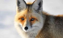 Yaban hayvanlarının yerleşim yerlerine inmesi endişelendiriyor