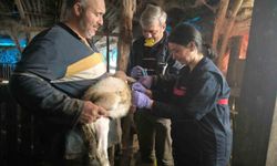 Yalova'da hayvan sağlığına yönelik çalışmalar sürüyor