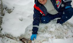 Yaralı halde bulunan kurt tedavi altına alındı