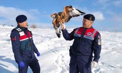 Yaralı kızıl şahin koruma altına alındı