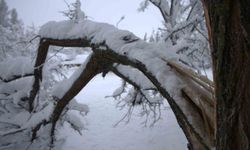 Yoğun kar yağışı Harput'ta çok sayıda ağacın dallarını kırdı