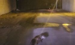 Yol ortasındaki su samuru görüntülendi