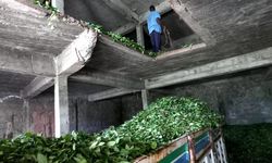 Çay yükleme işine şirketli çözüm