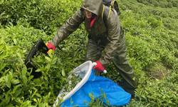 Çay işçilerine 12 hafta boyunca uygulandı, sonuç şaşırtıcı