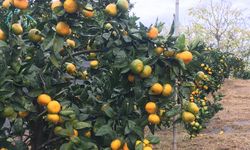 İçi Lezzet Dışı Şifa Rize mandalinası kabuğuyla yenir mi?