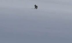 Adilcevaz'da kar üzerinde vaşak görüntülendi