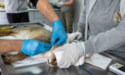 Ağır yaralı bulunan saz kedisi, sağlıklı şekilde doğaya salındı