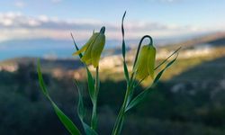 Ağlayan Gelinler çiçek açtı