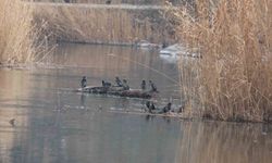 Ağrı Dağı Milli Parkı 200'ü aşkın kuş türüne ev sahipliği yapıyor