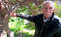 Alaçatı'da, sakızın 70 yıllık geçmişini anlattılar