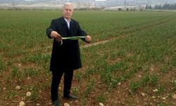 Altun, 'Yağışlar AB Tescilli Araban Sarımsağının kalite ve rekolteyi arttıracak'