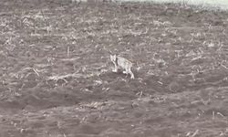 Arazide tek başına yürüyen yavru vaşak, sürüden ayrılan pengueni hatırlattı