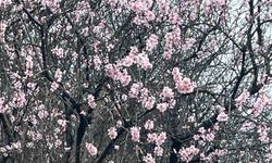Artvin'de meyve ağaçları çiçek açtı