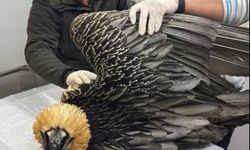 Artvin'de sakallı akbaba tedavisinin ardından yeniden doğaya salındı