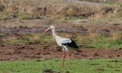 Aydın'da ilk leyleği gördü, bir çuval unu kaptı