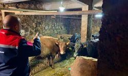 Aydıntepe'de Kırsalda Bereket Projesi ile üretimler devam ediyor