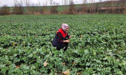 Babaeski'de kanola ekim alanlarında teknik kontrol yapıldı
