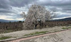 Bahar renkleriyle geliyor