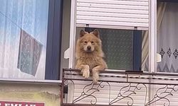 Balkondaki sevimli köpek herkesi gülümsetiyor