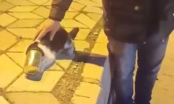 Başına konserve sıkışan kedi kurtarıldı