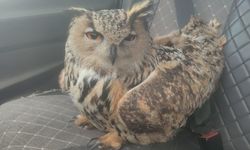 Bayburt'ta bulunan puhuda mantar enfeksiyonu tespit edildi