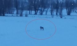 Bayburt'un Arpalı beldesinde 3 kurt görüldü