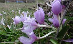 Bolu'da baharın müjdecisi çiğdemler çiçek açtı