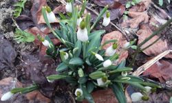 Bolu'da 'baharın müjdecisi' kardelenler yüzünü erken gösterdi