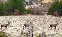 Bolu'da koruma altındaki kızıl geyikler görüntülendi