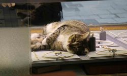 Bu kedi altınların arasında uyuyor