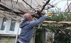 Burhaniye'de asmalarda budama sezonu başladı