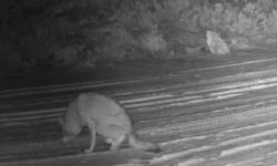 Çankırı'da yaralı kurt ve vaşak fotokapanda