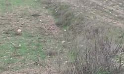 Çiftçinin kurtla ilginç diyaloğu kamerada