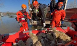 Çiftliklerde mahsur kalan hayvanlar botla kurtarılıyor
