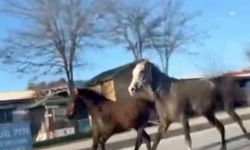 Çorum'da başıboş atlar trafiği tehlikeye attı: O anlar kamerada