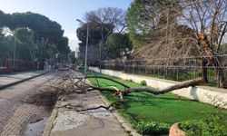 Çürüyen ağaç yola devrildi, facia ucuz atlatıldı