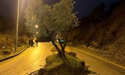 Dağdan kopan zeytin ağacı karayolunu ikiye böldü