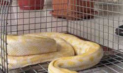 Denizli'de gösteride kullanılan nesli tehlike altındaki piton koruma altına alındı