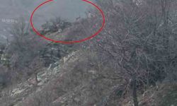 Diyarbakır'da nesli koruma altında bulunan dağ keçileri görüntülendi
