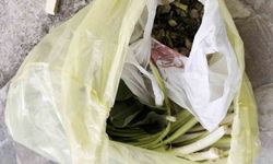 Doktor çiftin zor anları, ağzına alır almaz fenalaştı: 'Pazı olarak aldığım ot, zehirli tirşik otu çıktı'